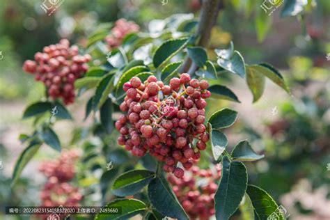 花椒树